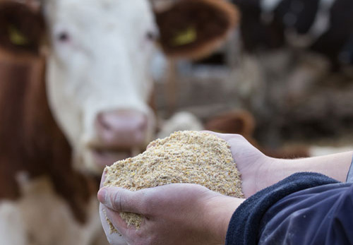 Animal Nutrition